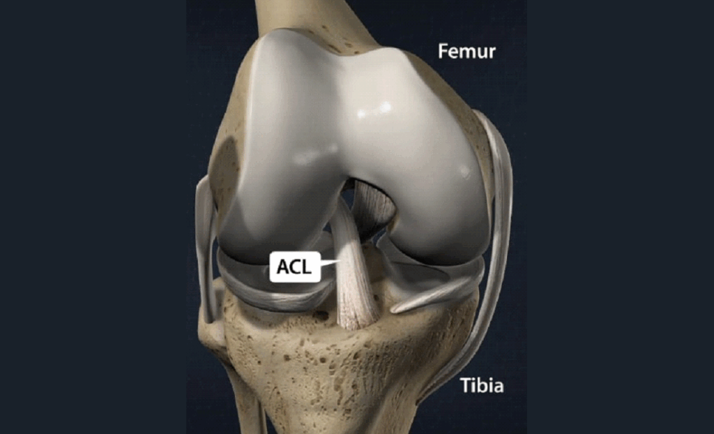 À quoi sert le ligament croisé dans la stabilité du genou ?